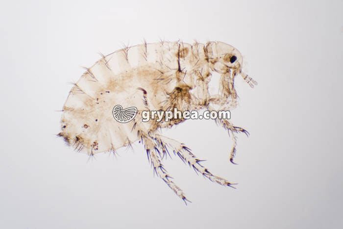 Pulex irritans x10 - gryphea.org